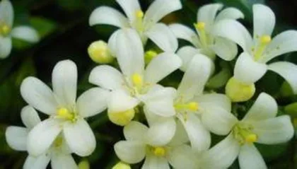 Can Chrysanthemums be grown hydroponically? Easily master the techniques and care tips for hydroponic Chrysanthemums1