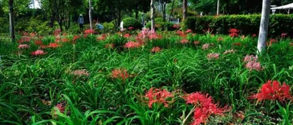 Lycoris flowers bloom endlessly, revealing expert care tips! (How to grow Lycoris for abundant blooms? Let your courtyard burst with Lycoris!)0