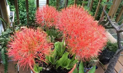 Lycoris flowers bloom endlessly, revealing expert care tips! (How to grow Lycoris for abundant blooms? Let your courtyard burst with Lycoris!)1