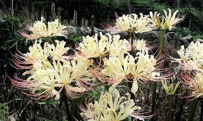 Lycoris flowers bloom endlessly, revealing expert care tips! (How to grow Lycoris for abundant blooms? Let your courtyard burst with Lycoris!)2