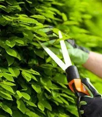 How to grow flowers so they don't wilt easily, say goodbye to wilting, and let the flowers bloom with long-lasting brilliance