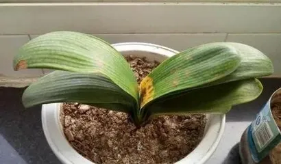 What are the reasons for the yellowing of Clivia leaves? Analysis of the causes of Clivia leaf yellowing and care tips