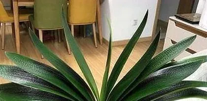 What are the reasons for the yellowing of Clivia leaves? Analysis of the causes of Clivia leaf yellowing and care tips1