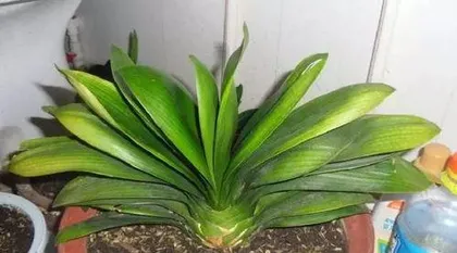 What are the reasons for the yellowing of Clivia leaves? Analysis of the causes of Clivia leaf yellowing and care tips2