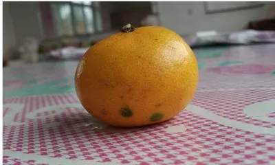 How to Grow Oranges at Home in Pots: A Comprehensive Guide from Planting to Care