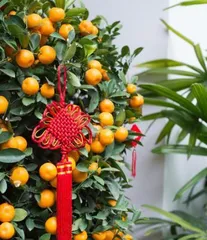 How to Grow Oranges at Home in Pots: A Comprehensive Guide from Planting to Care1
