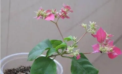 How to Care for Bougainvillea, the Secret to Creating a Beautiful Home