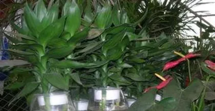 The cultivation methods for hydroponic lucky bamboo, easily master the care secrets
