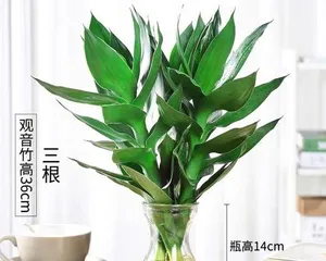 The cultivation methods for hydroponic lucky bamboo, easily master the care secrets1