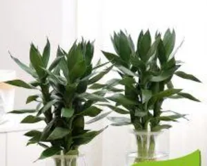 The cultivation methods for hydroponic lucky bamboo, easily master the care secrets2