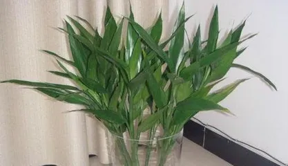 How to grow Dracaena sanderiana in water culture, easily cultivate lush green vitality