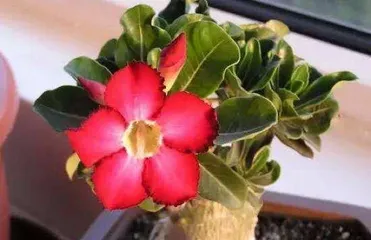 How to grow desert roses, detailed explanation from soil to care tips1