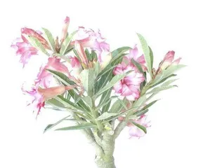 How to grow desert roses, detailed explanation from soil to care tips2