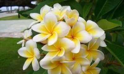 What is a hibiscus flower, a medicinal treasure in the tropical charm