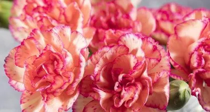How to Grow Carnations, A Practical Guide from Sowing to Care