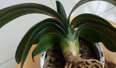 How to deal with orchid root rot: Diagnosis, treatment, and prevention strategies