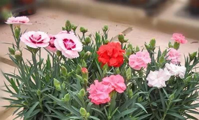How to Grow Carnations, A Practical Guide from Sowing to Care2