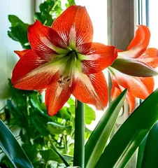 How to Grow Amaryllis: A Comprehensive Guide from Bulb Selection to a exploding pot of Blooms