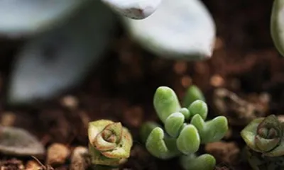What to do about etiolated succulents, comprehensive care guide1