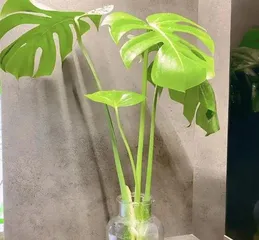 Can龟背竹 be grown continuously in water? Feasibility and techniques for long-term care