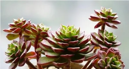 What to do about etiolated succulents, comprehensive care guide2