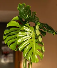 Can龟背竹 be grown continuously in water? Feasibility and techniques for long-term care1