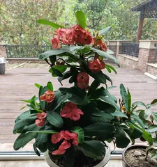 The Toxicity of Euphorbia and Indoor Care Precautions (Understand the Toxicity of Euphorbia to Safely Care for Your Plant)0
