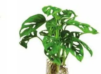 Can龟背竹 be grown continuously in water? Feasibility and techniques for long-term care2