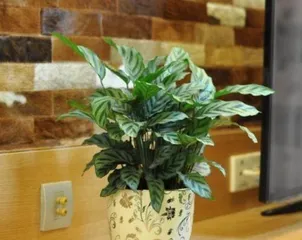 How to care for indoor plants, comprehensive guide to indoor plant care