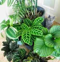 A Complete Collection of Sun-Loving and Cold-Tolerant Plants (Exploring the Green Life Miracles in the Cold Season)0