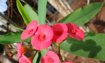 The Toxicity of Euphorbia and Indoor Care Precautions (Understand the Toxicity of Euphorbia to Safely Care for Your Plant)1