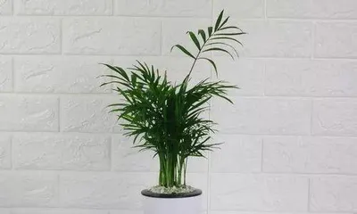 How to care for indoor plants, comprehensive guide to indoor plant care1