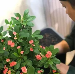 The Toxicity of Euphorbia and Indoor Care Precautions (Understand the Toxicity of Euphorbia to Safely Care for Your Plant)2