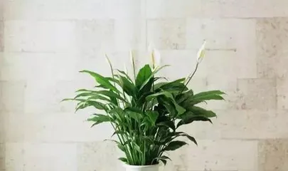 How to care for indoor plants, comprehensive guide to indoor plant care2