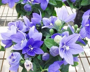 A Complete Collection of Sun-Loving and Cold-Tolerant Plants (Exploring the Green Life Miracles in the Cold Season)1