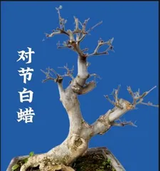 A Complete Collection of Sun-Loving and Cold-Tolerant Plants (Exploring the Green Life Miracles in the Cold Season)2