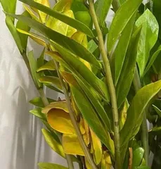 What causes the leaves of the Money Tree to turn yellow? Analysis of the reasons for yellowing leaves of the Money Tree and care tips