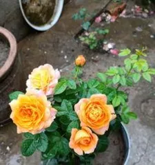 What kind of water is best for rose bushes? Choose suitable water quality to promote flower prosperity.