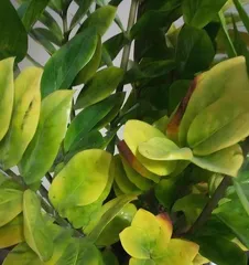 What causes the leaves of the Money Tree to turn yellow? Analysis of the reasons for yellowing leaves of the Money Tree and care tips1