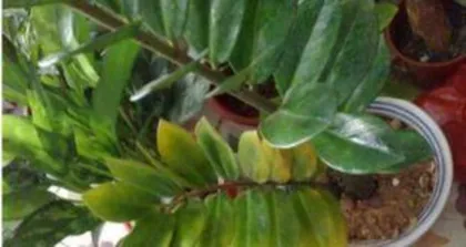 What causes the leaves of the Money Tree to turn yellow? Analysis of the reasons for yellowing leaves of the Money Tree and care tips2