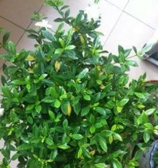 Why do gardenias have yellow leaves, analysis of the reasons for yellow leaves and care tips