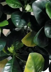 Why do gardenias have yellow leaves, analysis of the reasons for yellow leaves and care tips1
