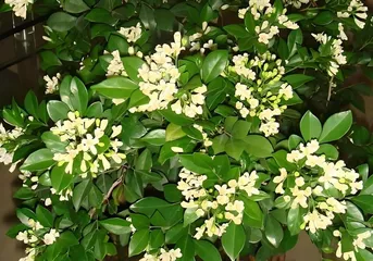 Creating a Blooming Garden of Walsin (Walsin Care Guide)0