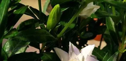 Why do gardenias have yellow leaves, analysis of the reasons for yellow leaves and care tips2