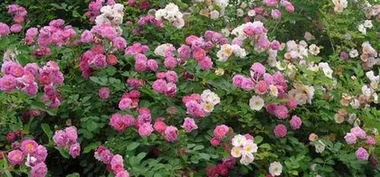 How to prune roses, spring and autumn care secrets