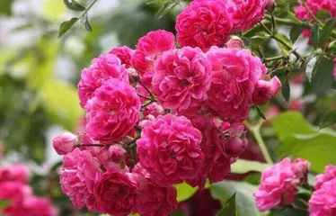 How to prune roses, spring and autumn care secrets1