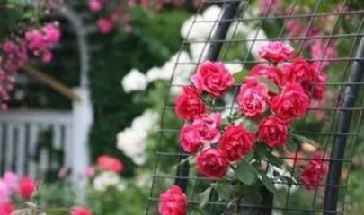 How to prune roses, spring and autumn care secrets2