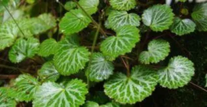 How to grow lotus leaves