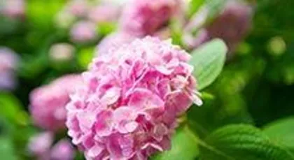 Why is hydrangea also called the "flower of the dead"? An interweaving of beauty and misunderstanding, uncovering the origin and truth behind the "flower of the dead."