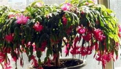 When does the crab cactus bloom, beautiful blooming in autumn and winter, and care guide1